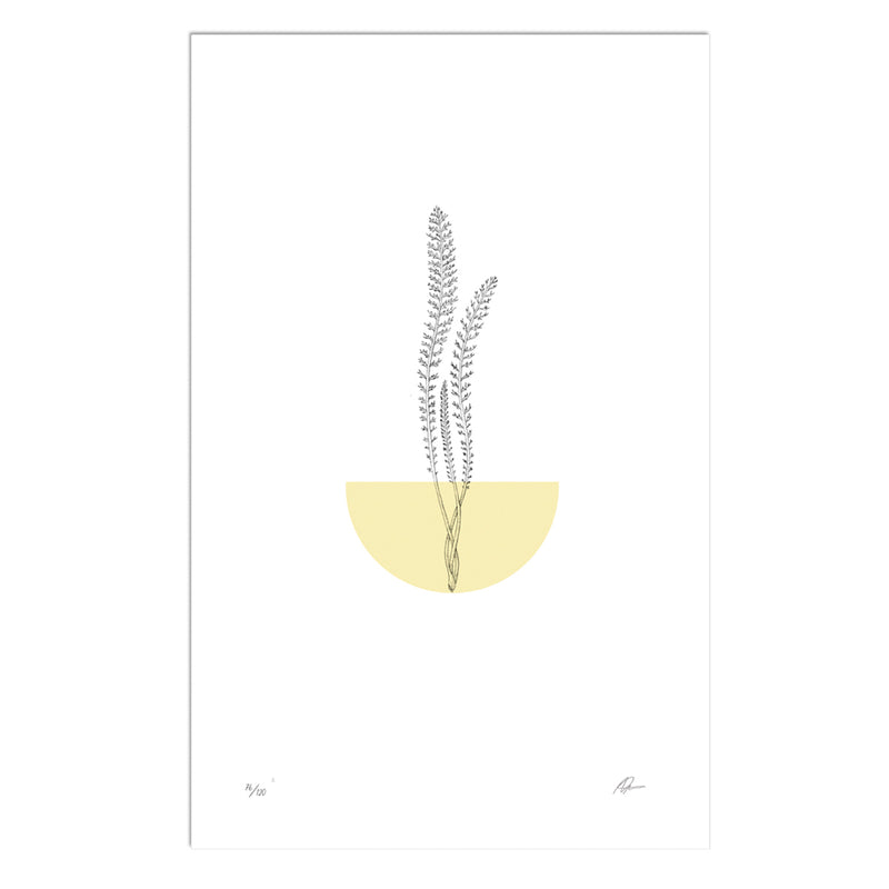 Milenrama II (Achillea millefolium) Serie Plantas Medicinales para la Mujer - (71 x 51 cm)