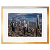 Los Cactus de Panaviento - (68 x 88 cm)