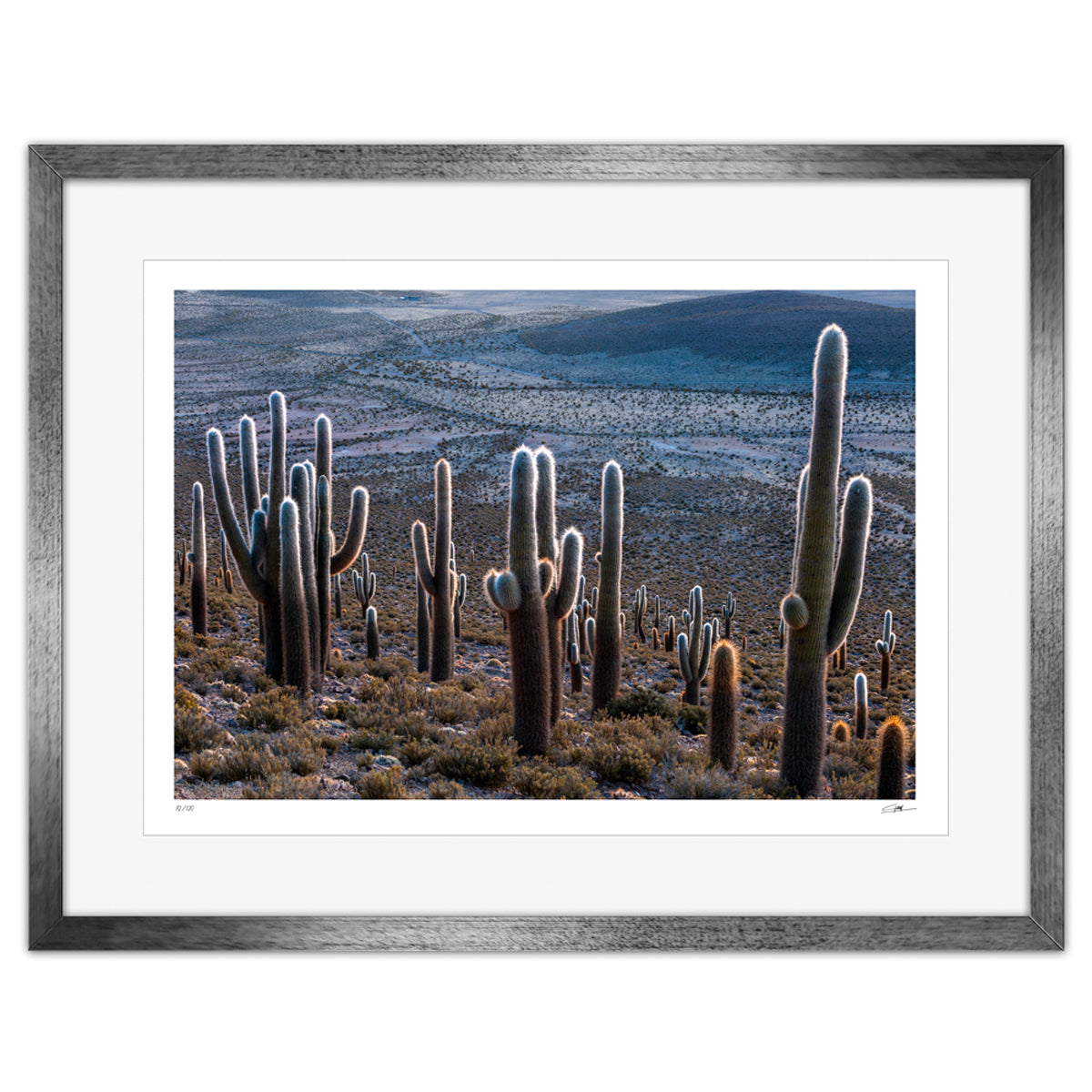 Los Cactus de Panaviento - (68 x 88 cm)